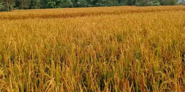 मोरङका किसानलाई धान भित्र्याउन चटारो