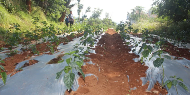 बैटारीमा १०३ रोपनीमा अकबरे खुर्सानी खेती, ३७ लाख कमाइ गर्ने लक्ष्य