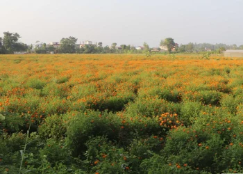 केराखेती मासेर फूलखेती