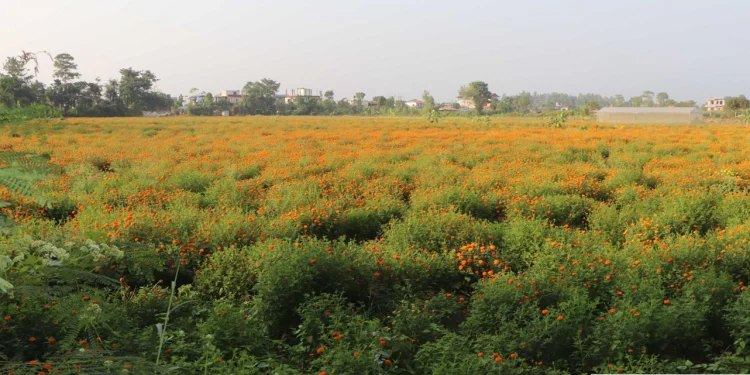 केराखेती मासेर फूलखेती