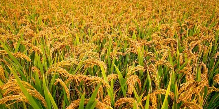 छरुवा धानखेतीको सफल परीक्षण, उत्पादकत्व बढ्ने अनुमान