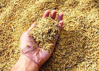 बाँकेमा किसानको धान खरिद गर्न सुरु