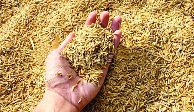 बाँकेमा किसानको धान खरिद गर्न सुरु