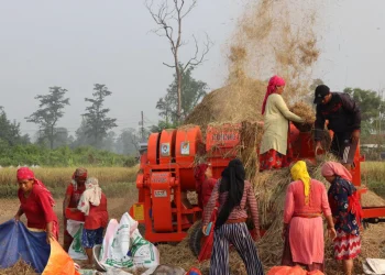 किसानलाई धान काट्न भ्याइनभ्याइ, उत्पादन बढ्ने अनुमान