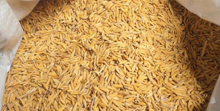 खाद्यसम्म पुग्दैन धान, गाउँमै धमाधम बेच्दै किसान