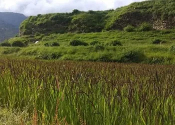 जुम्लामा २ हजारभन्दा बढी हेक्टरमा मार्सीधानको खेती