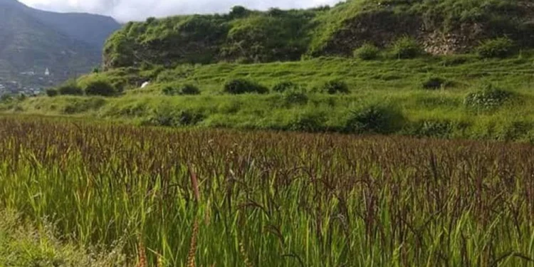 जुम्लामा २ हजारभन्दा बढी हेक्टरमा मार्सीधानको खेती