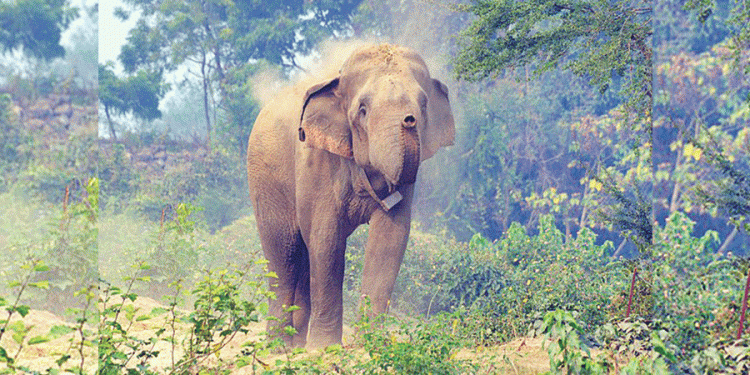 २२ जनाको ज्यान लिइसकेका ‘ध्रुवे’ लाई नियन्त्रणमा लिन टोली परिचालन