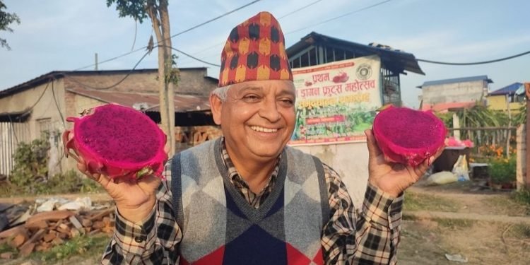 सुवेदीका फार्ममा एक किलो बढीका ड्रागन