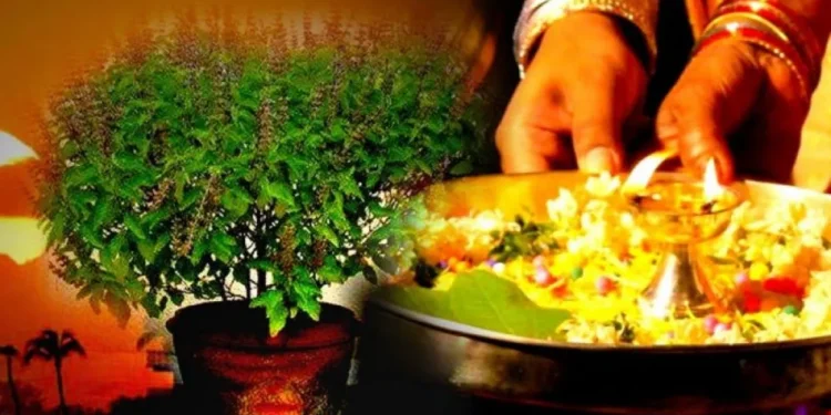आज हरि बोधिनी एकादशी, कस्तो छ तुलसीको महत्व ?