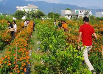 फूलखेतीमा रमाउँदै युवा कृषक