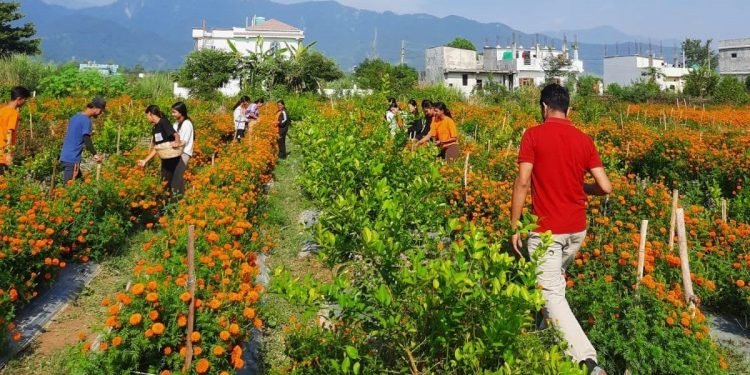 फूलखेतीमा रमाउँदै युवा कृषक