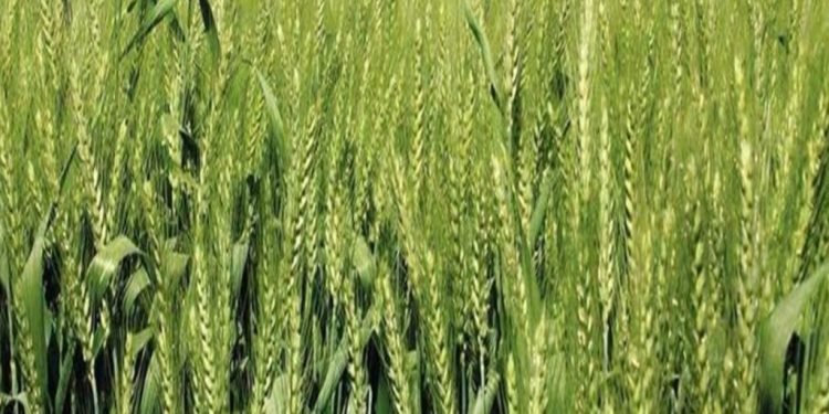 गहुँको उत्पादन बढाउन किसानलाई तालिम