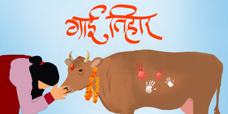 तिहारको तेस्रो दिन आज गाईको पूजाआजा गरी मनाइँदै