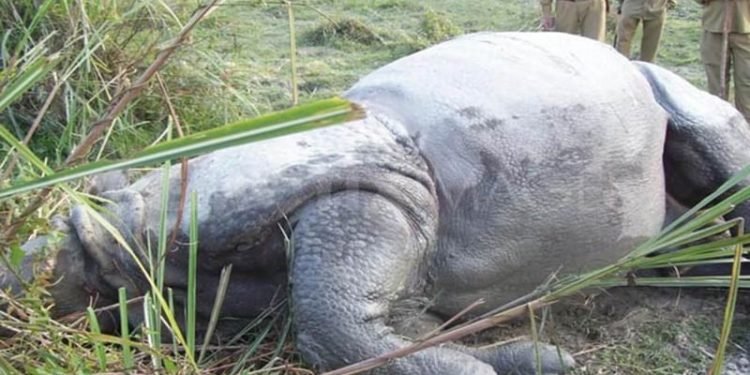 चितवन राष्ट्रिय निकुञ्जमा तस्करले दुई गैँडा मारे