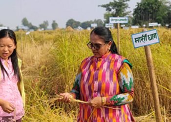 झापामा फल्यो ८१ प्रजातिको रैथाने धान