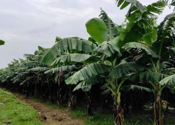 एउटै फार्मबाट ३ करोडको केरा बिक्री