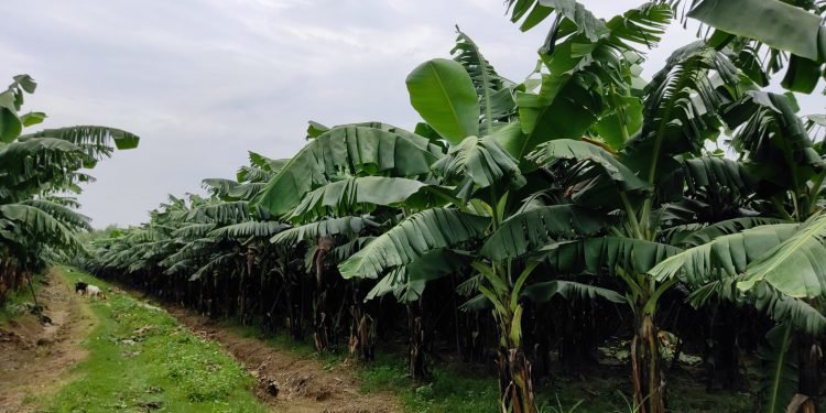 एउटै फार्मबाट ३ करोडको केरा बिक्री