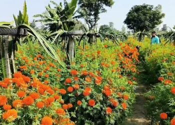 इजरायल घटनाले चुँडिएको मनः विदेशिने सपना त्यागेर गाउँमै खेती