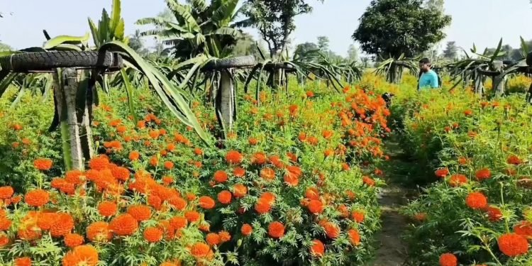 इजरायल घटनाले चुँडिएको मनः विदेशिने सपना त्यागेर गाउँमै खेती