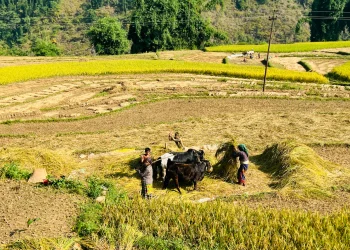 चाडपर्व र बाली थन्क्याउने चटारो सँगसँगै