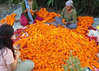 दिवाली–छठः किसानलाई आर्जनको अवसर