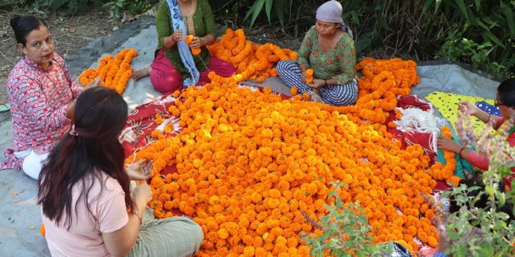 दिवाली–छठः किसानलाई आर्जनको अवसर