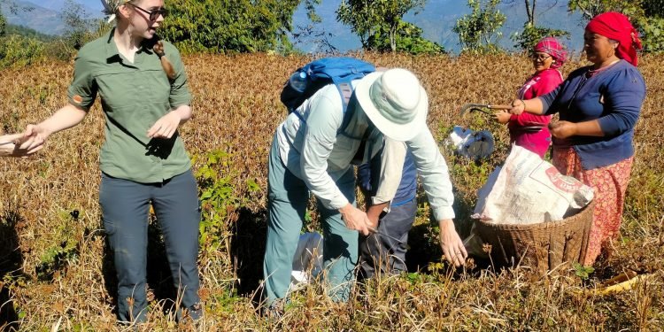 होमस्टेमा बाह्य पर्यटक कोदो टिप्छन्, साग केलाउँछन्