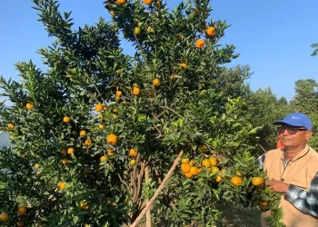 कृषि कर्मबाट चिनिएका गुप्तप्रसाद