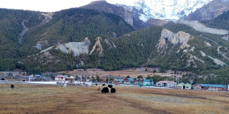 मनाङमा चिसो बढेपछि बेँसी सारिँदै गोठ