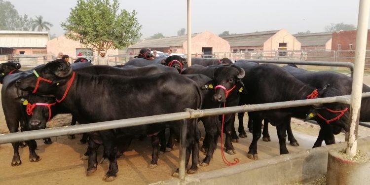नेपाल आइपुग्यो भारतले दिएको १५ वटा मुर्रा राँगा