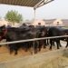 नेपाल आइपुग्यो भारतले दिएको १५ वटा मुर्रा राँगा