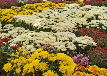 पुष्प मेलामा आकर्षण