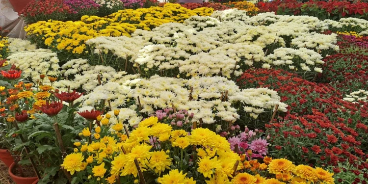 पुष्प मेलामा आकर्षण