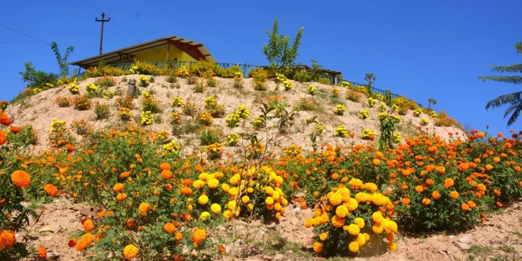 ‘पढ्दै कमाउँदै’ कार्यक्रमः तिहारका लागि विद्यालयमा फूल उत्पादन