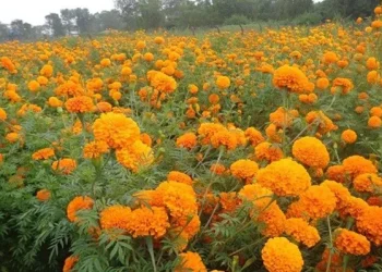 सत्तरी दिनमै सयपत्री फूल तयार