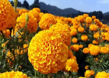 पोखरामा रैथाने हाटबजार, तिहारको मुखमा सयपत्री मेला