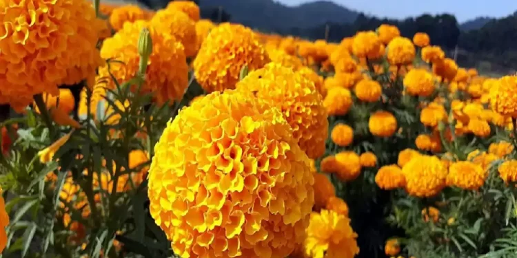 पोखरामा रैथाने हाटबजार, तिहारको मुखमा सयपत्री मेला