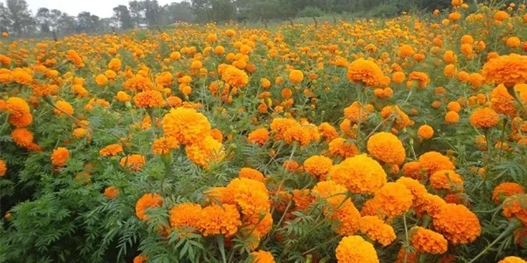 सत्तरी दिनमै सयपत्री फूल तयार