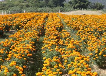 नबिकेपछि खेतमै कुहिन लाग्यो २५ क्विन्टल सयपत्री