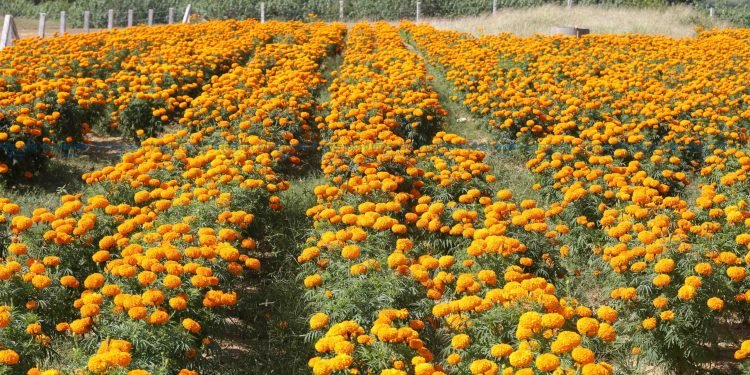 नबिकेपछि खेतमै कुहिन लाग्यो २५ क्विन्टल सयपत्री