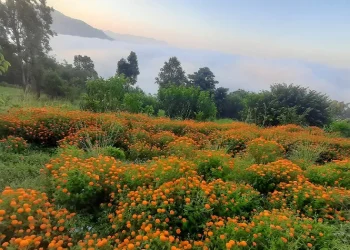 तिहारमै बिक्री भएन फूल, किसान निराश