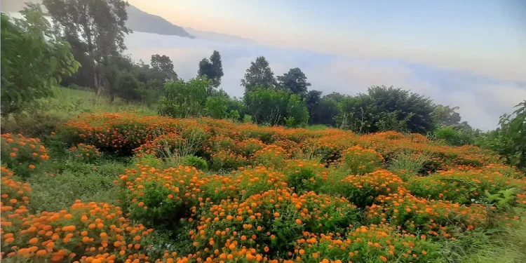 तिहारमै बिक्री भएन फूल, किसान निराश