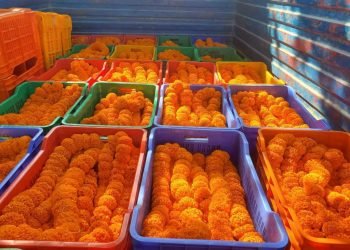 तिहारमा फूलको कारोबार कम भएपछि व्यवसायी चिन्तित