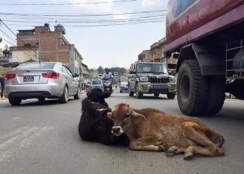 सडकमा छोडिएका गाईबाच्छा संरक्षण गर्न माग