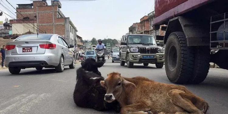 सडकमा छोडिएका गाईबाच्छा संरक्षण गर्न माग
