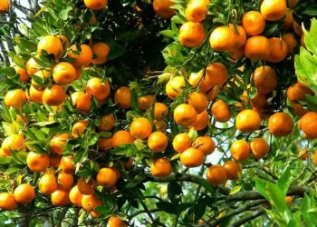 दोलखाको मेलुङबाट वार्षिक ३ करोडको सुन्तला बिक्री