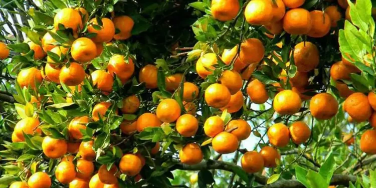 दोलखाको मेलुङबाट वार्षिक ३ करोडको सुन्तला बिक्री