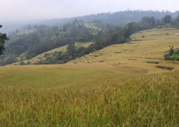 इलाममा धानको उत्पादन बढ्यो, क्षेत्रफल घट्यो
