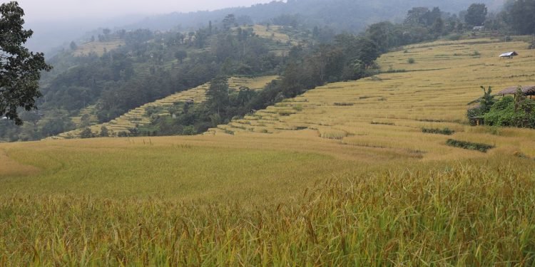 इलाममा धानको उत्पादन बढ्यो, क्षेत्रफल घट्यो